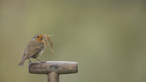 robin holding nesting material