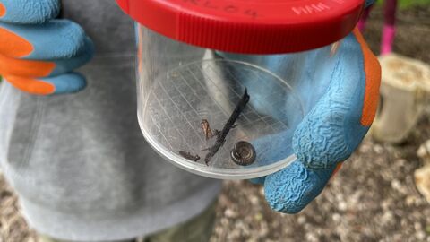 bug pot