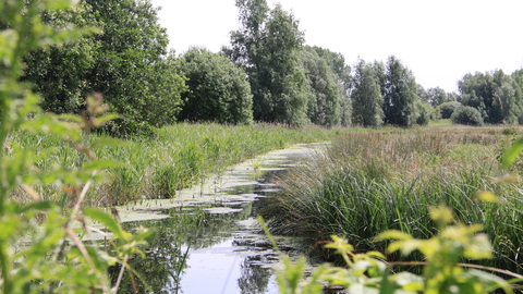 A landscape photography looking down a restored dyke at Worlingham Marshes