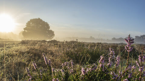 Knettishall Heath, Autumn Mist