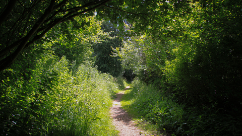 A gravel footpath surrounded by trees and ferns with light streaming through