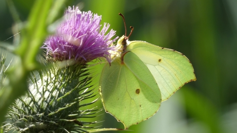 Brimstone butterfly 