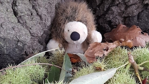 hedgehog toy