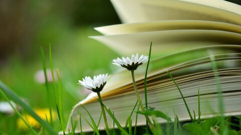 Wild Reads, book in nature with daisies