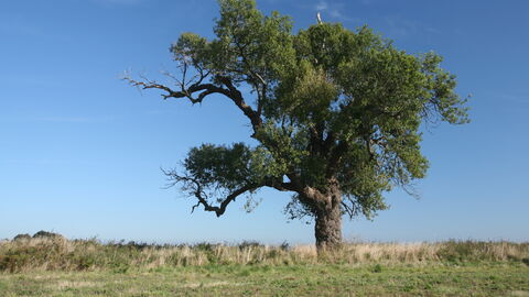 A large black poplar tree standing proud on the edge of a field