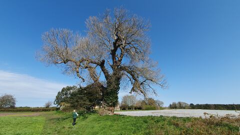 A person standing beneath a black poplar tree showing the massive scale of these trees