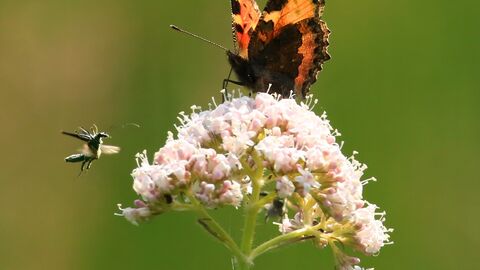 Jon Hawkins - Surrey Hills Photography Butterfly
