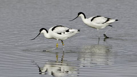 Two black and white Avocet birds stand in shallow water feeding