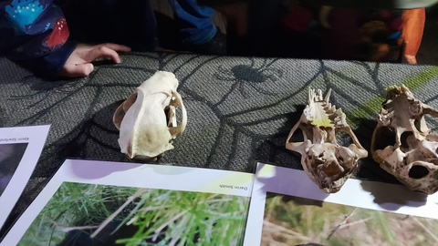 Skulls laid out on a table with photos of corresponding animals