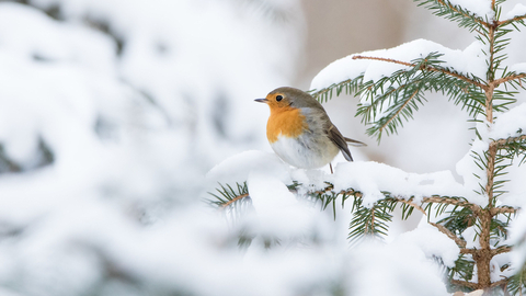 Robin in Christmas tree