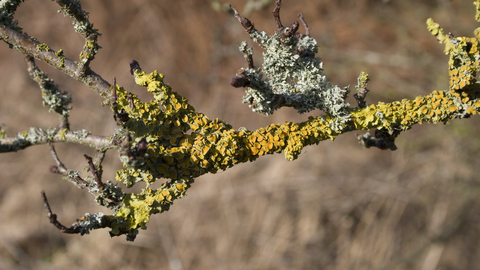 Lichen workshop