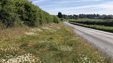 Roadside verge courtesy Anna Saltmarsh