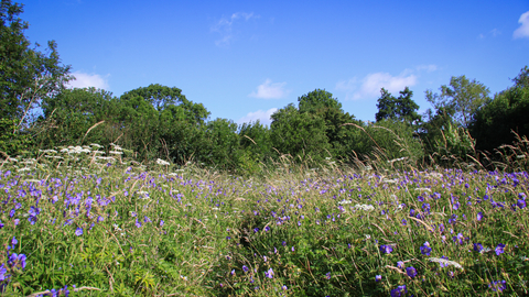 A wildflower meadow full of long grasses, daisies and purple flowers in the summer sun