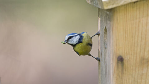 A blue tit standing on the side of a nest box with a caterpillar in its mouth