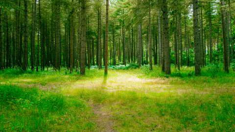 Thetford Forest
