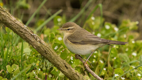 Chiffchaff sitting on a branch 