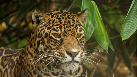 Jag relaxing-Barbara Meyer