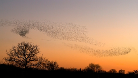 A murmuration of starling in sunset sky of orange and purple