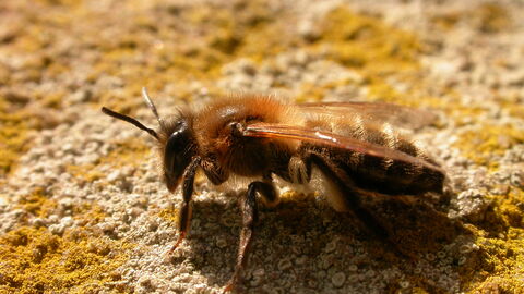 A close-up shot of a mining bee 