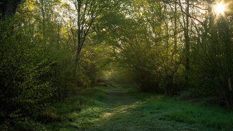 Grassy path at Bradfield Woods at sunrise 