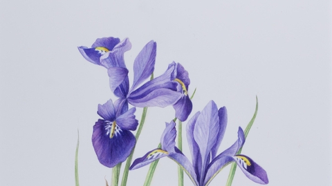 ruth wharrier iris