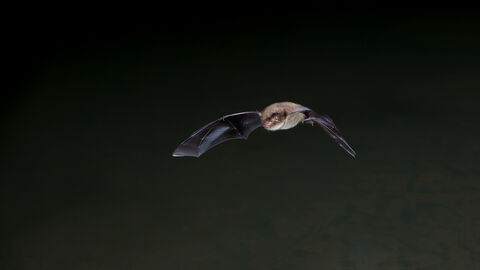 bat 2