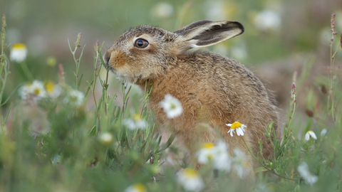 Kevin Sawford Hare
