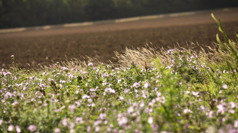 A field margin full of wildflowers on a Jordans farm