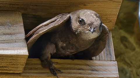 Swift exciting a nest box