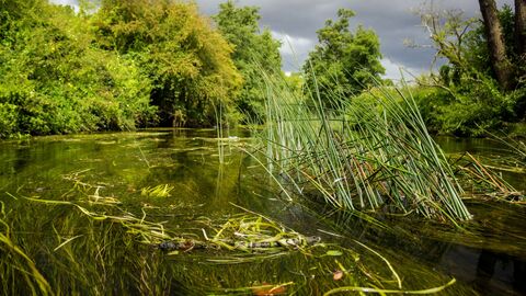 A view over a river, with bushes and trees visible on the far side