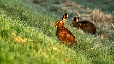 Hares at Carlton Marshes