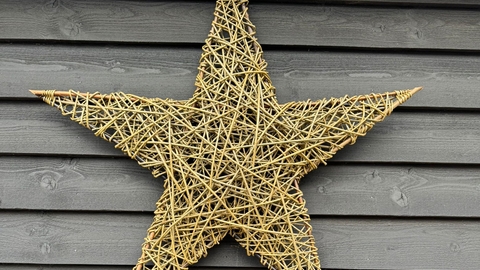 giant willow star