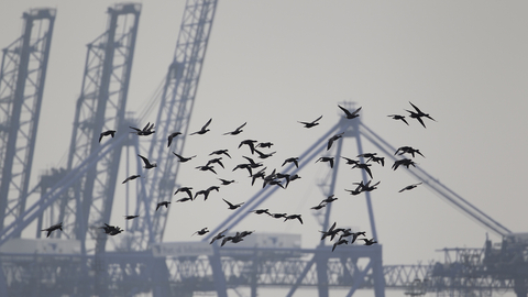 A flock of Brent Geese flying at Trimley Marshes with the cranes of Felixstowe docks in the background