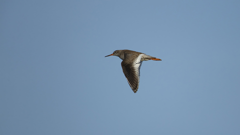 A Redshank in flight