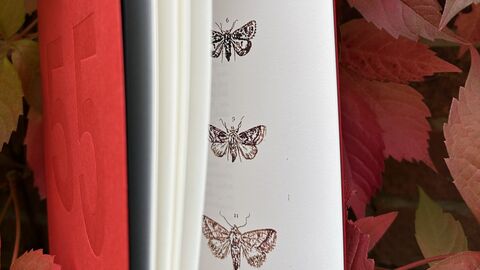 A red book against autumn coloured leaves