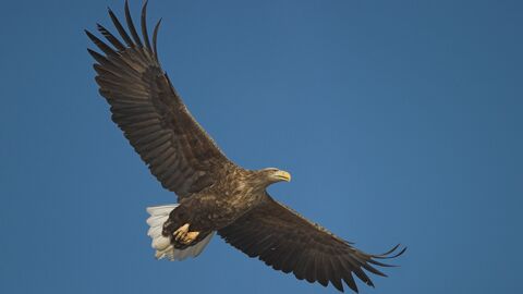 A white tailed eagle flying