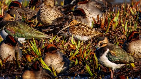 snipe, teal and lapwing at Lackford Lakes November 2025
