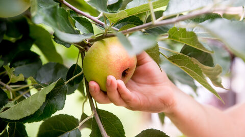 A hand picking an apple from a tree 