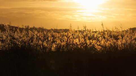 Carlton Marshes