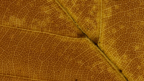 Close up of a leaf