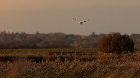 Carlton Marshes, Autumn 2025 - Nick Jermy