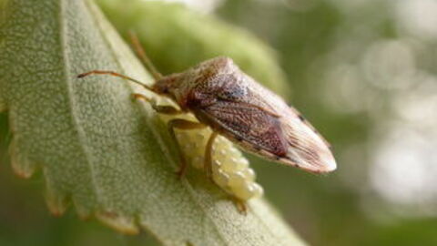 Parent Bug, Lancs, courtesy of Philip Precey
