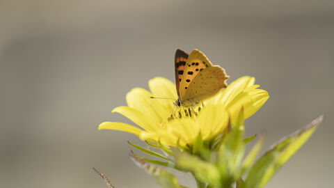 Small Copper butterfly resting on a flower