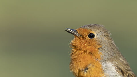 Robin
