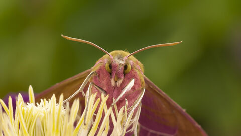 Macro photograph of a hawkmoth