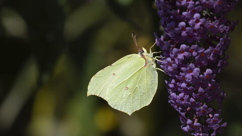 brimstone butterfly