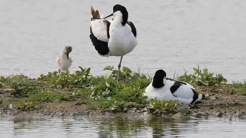 courtesy of Aidan Semmens