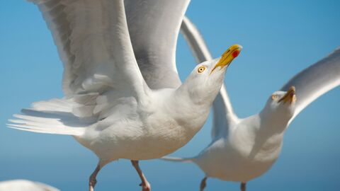 courtesy of Hes Mundt