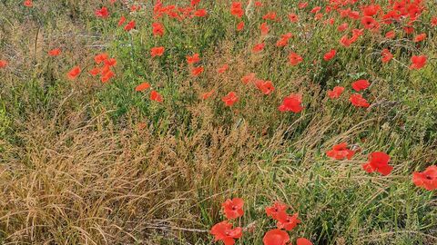 red flowers in a field