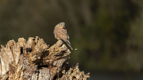 Kestrel sitting on a tree stump